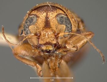 Media type: image; Entomology 8764   Aspect: head frontal view